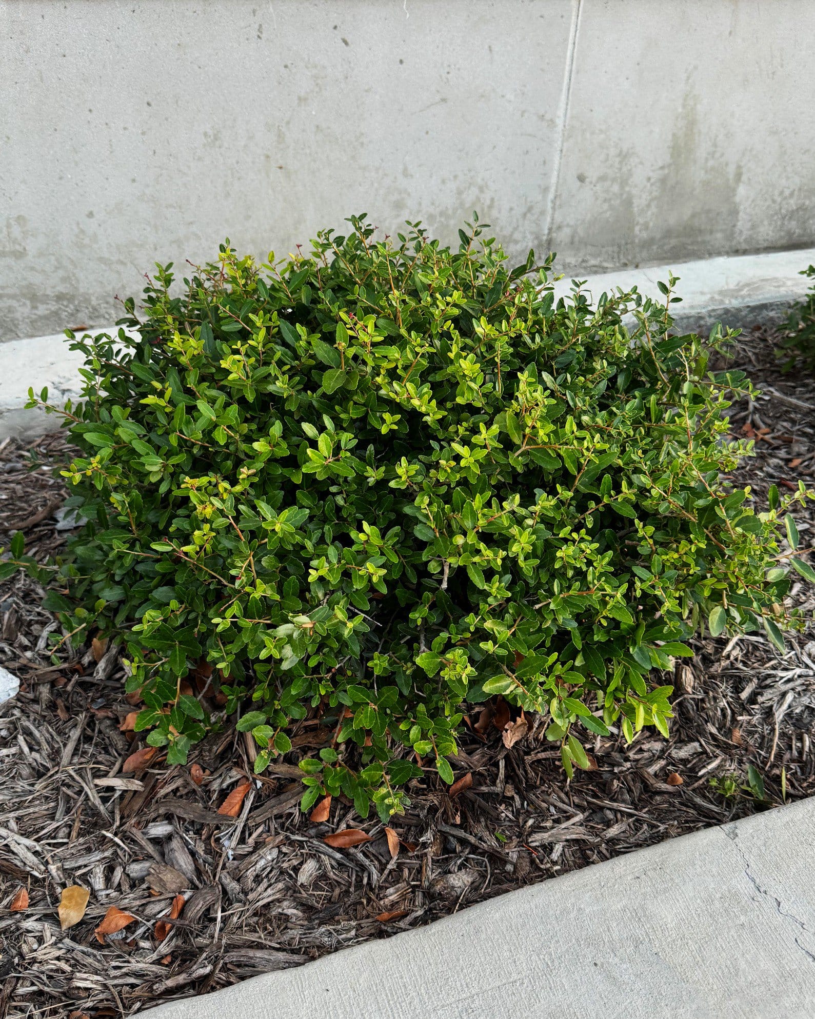 Dwarf Yaupon Holly - view 3