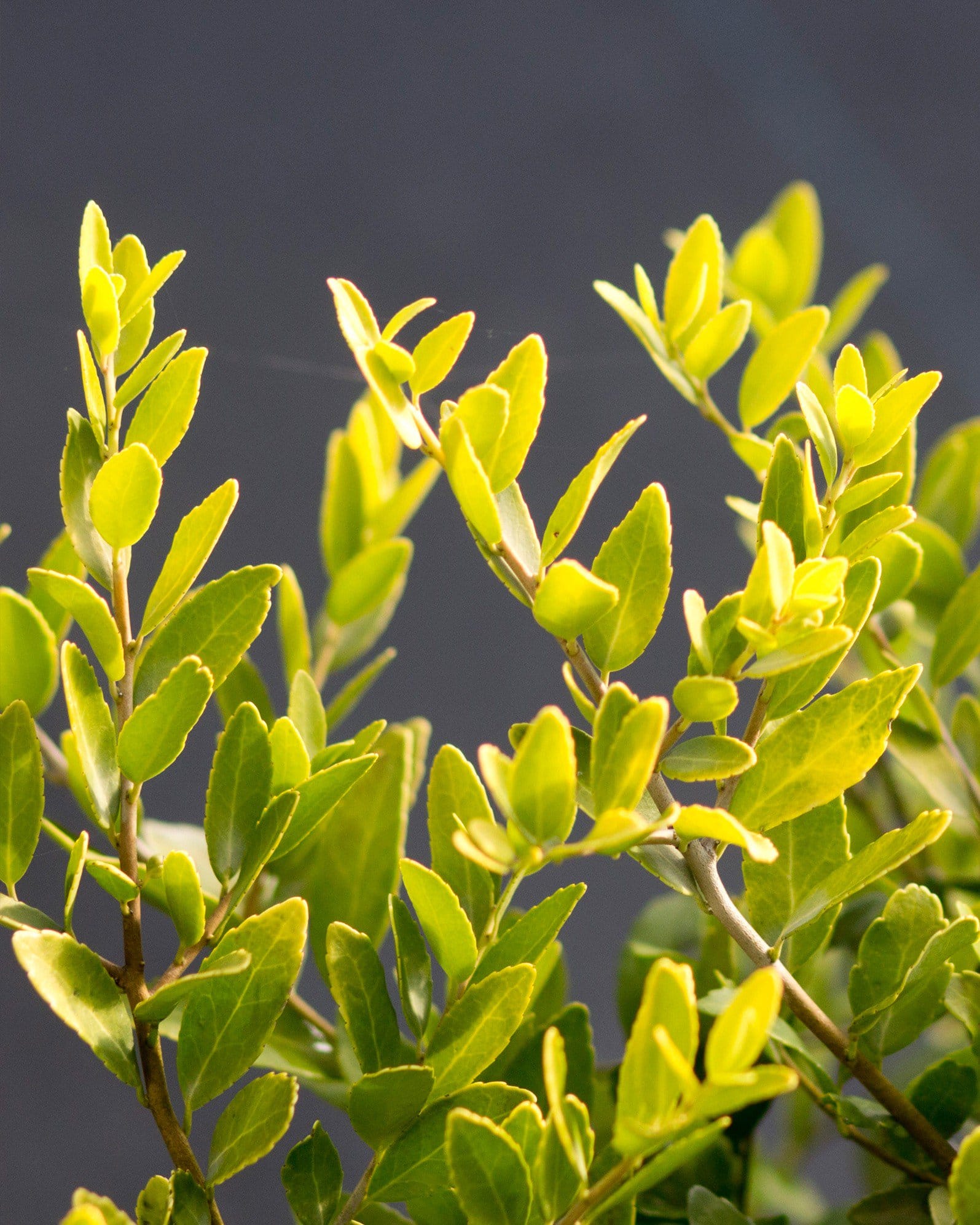 Dwarf Yaupon Holly Eureka Gold - view 3