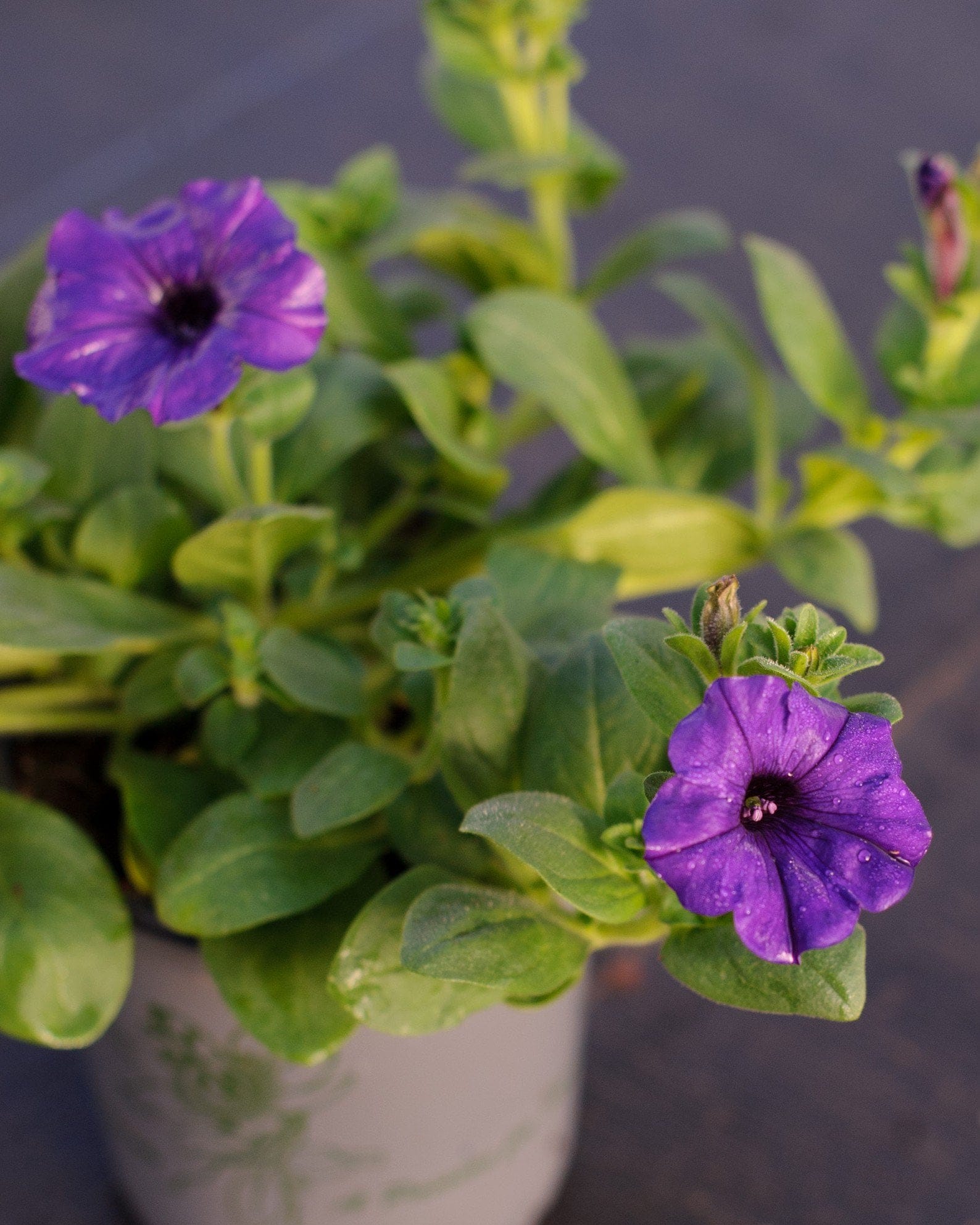 E3 Easy Wave Blue Petunia purple flowers E3 Easy Wave Blue Petunia with purple flowers and green foliage in a container