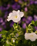 E3 Easy Wave White Petunia with white blooms and green foliage against blurred purple flowers