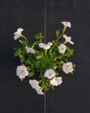 E3 Easy Wave White Petunia with white blooms and green foliage