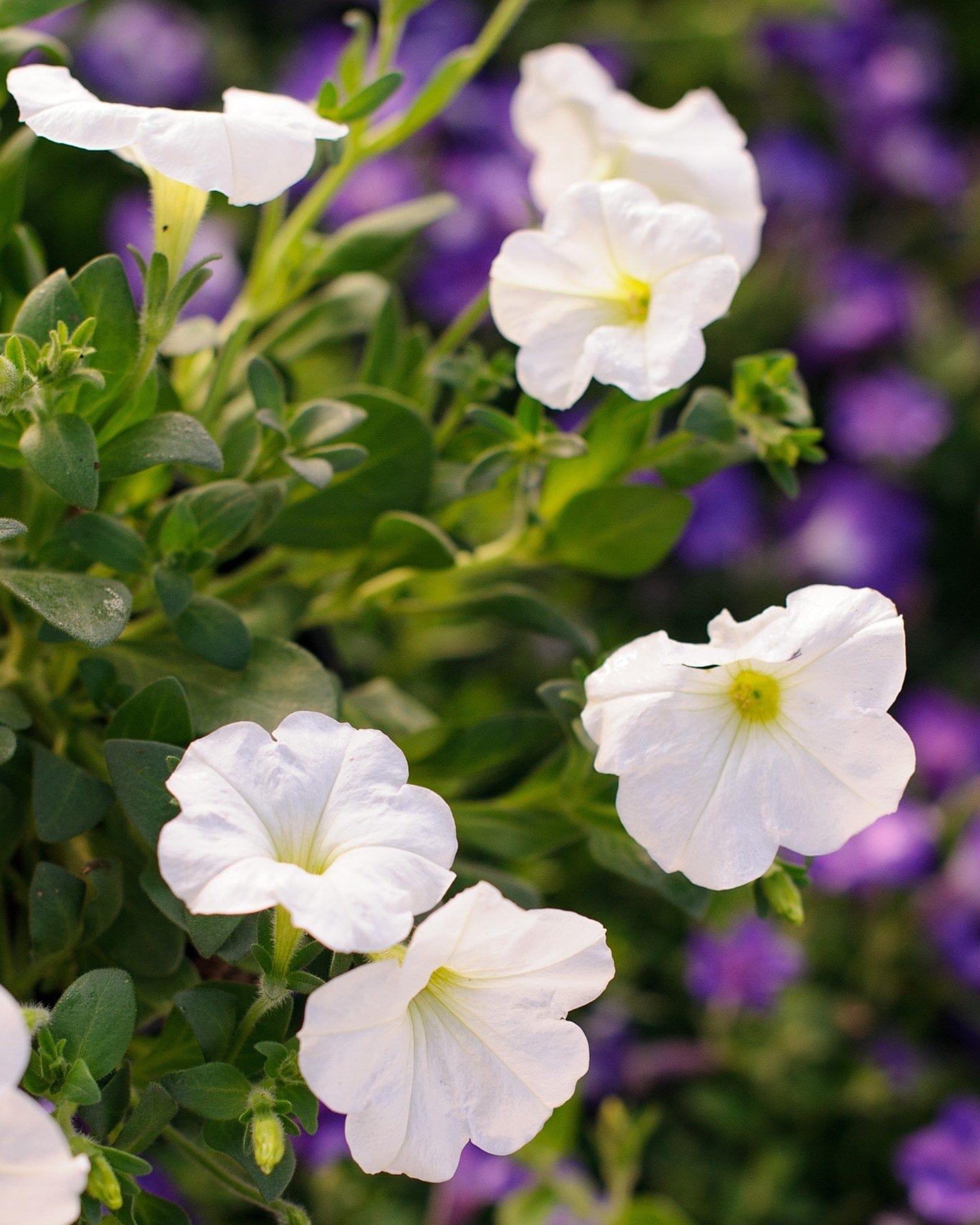 E3 Easy Wave White Petunia white blooms E3 Easy Wave White Petunia with white blooms and green foliage against blurred purple flowers
