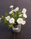 E3 Easy Wave White Petunia with white flowers and green foliage in a nursery container