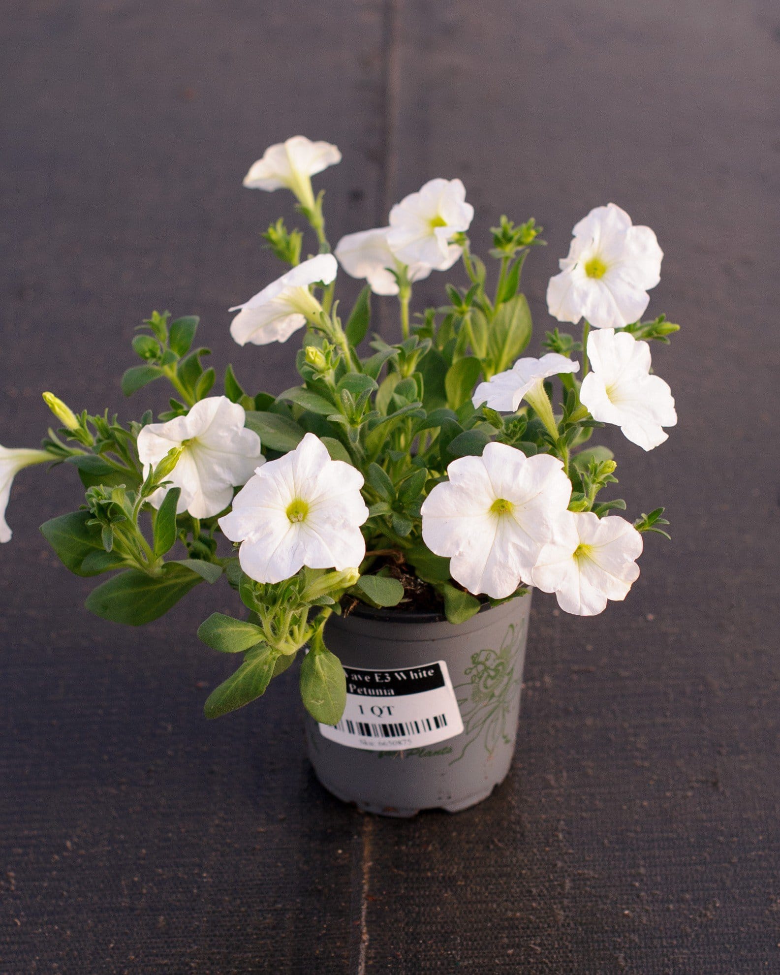E3 Easy Wave White Petunia white flowers E3 Easy Wave White Petunia with white flowers and green foliage in a nursery container