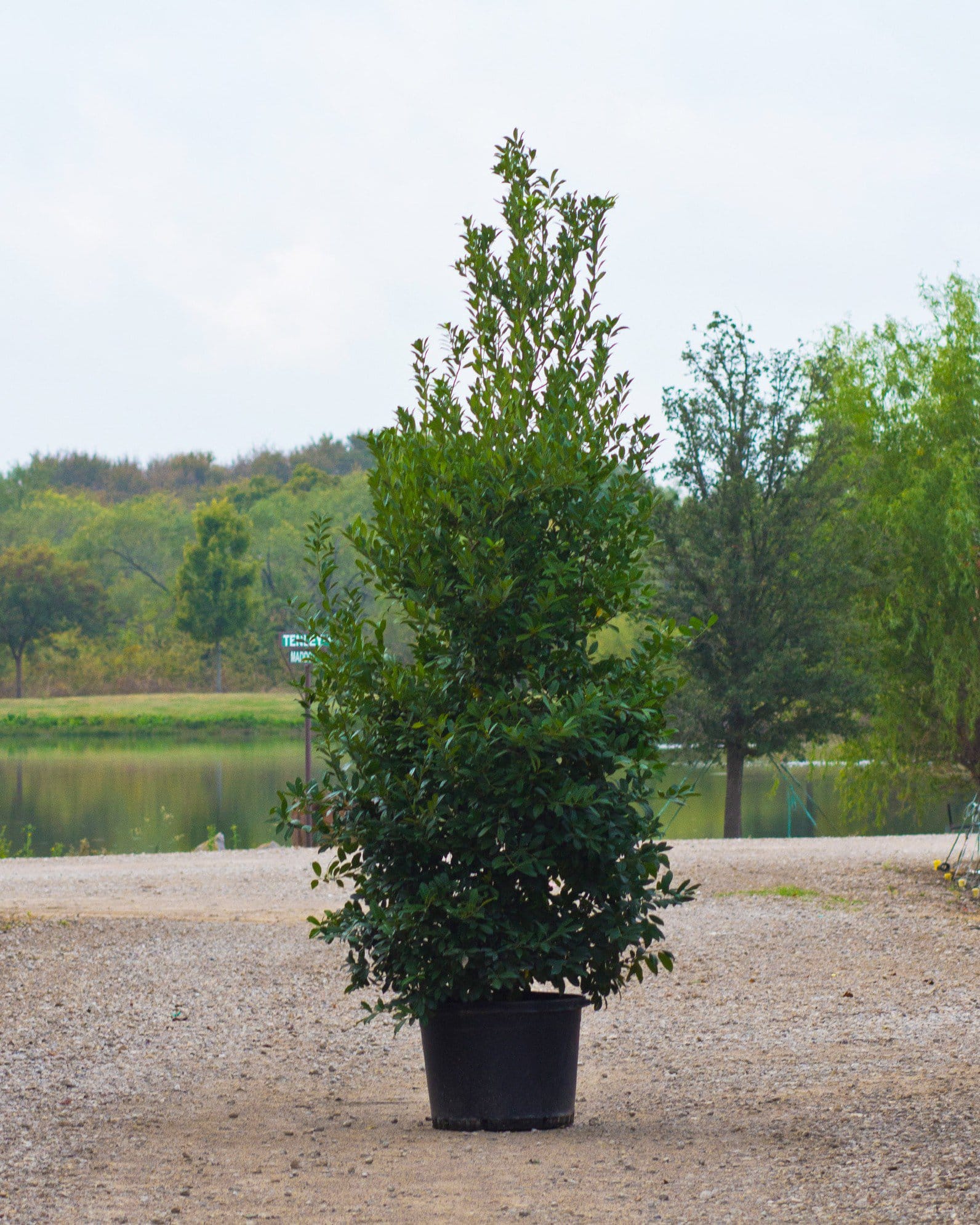 Eagleston Holly Full to Ground