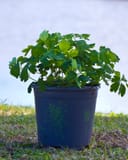 Earlybird Blue & White Columbine with lush green foliage in a nursery container
