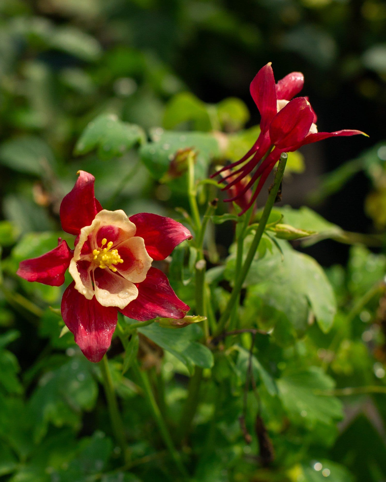 Earlybird Mix Columbine red cream flowers Earlybird Mix Columbine with red and cream flowers above green foliage