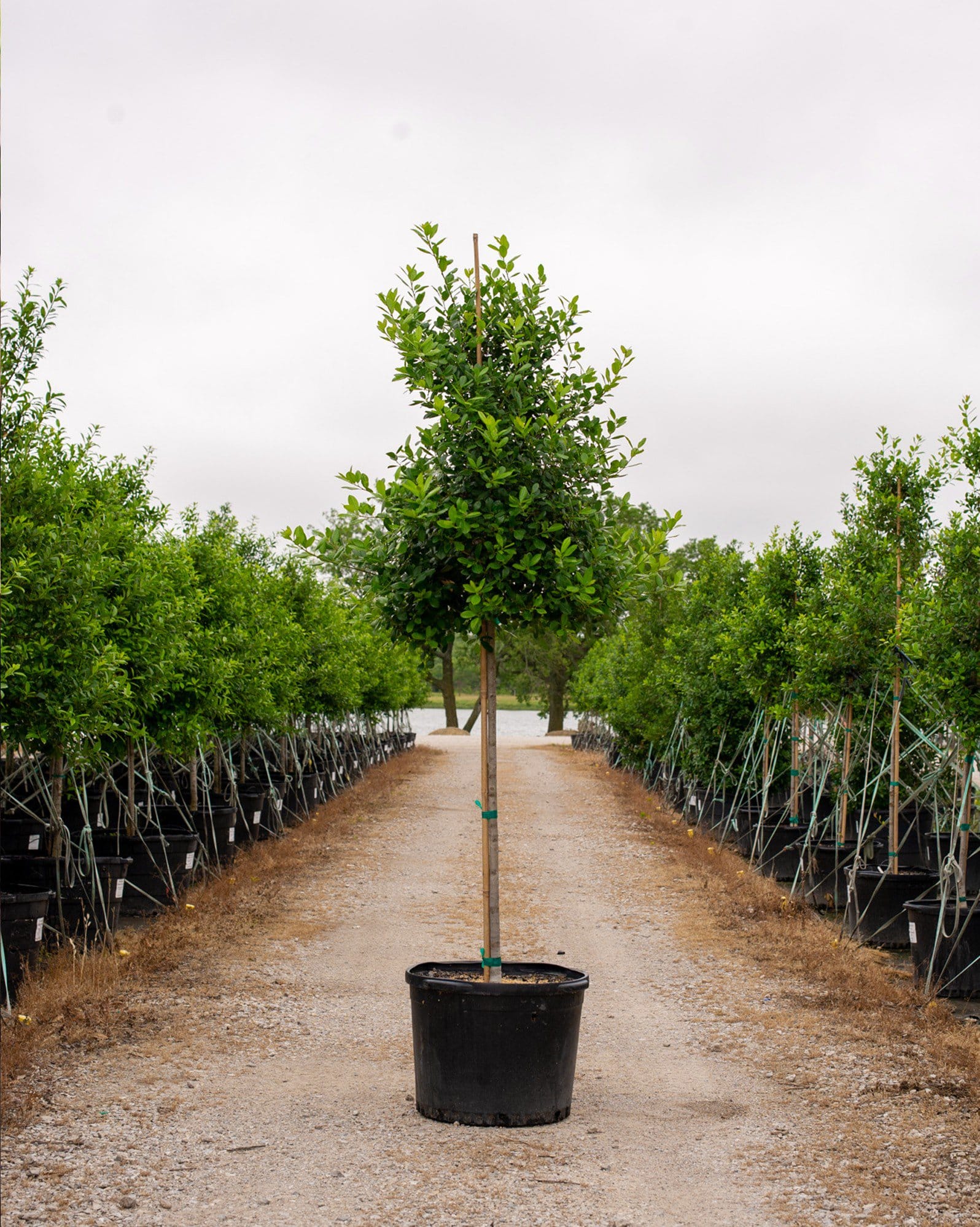 East Palatka Holly Tree Form
