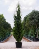 Eastern Red Cedar Brodie in a black nursery container among rows of trees