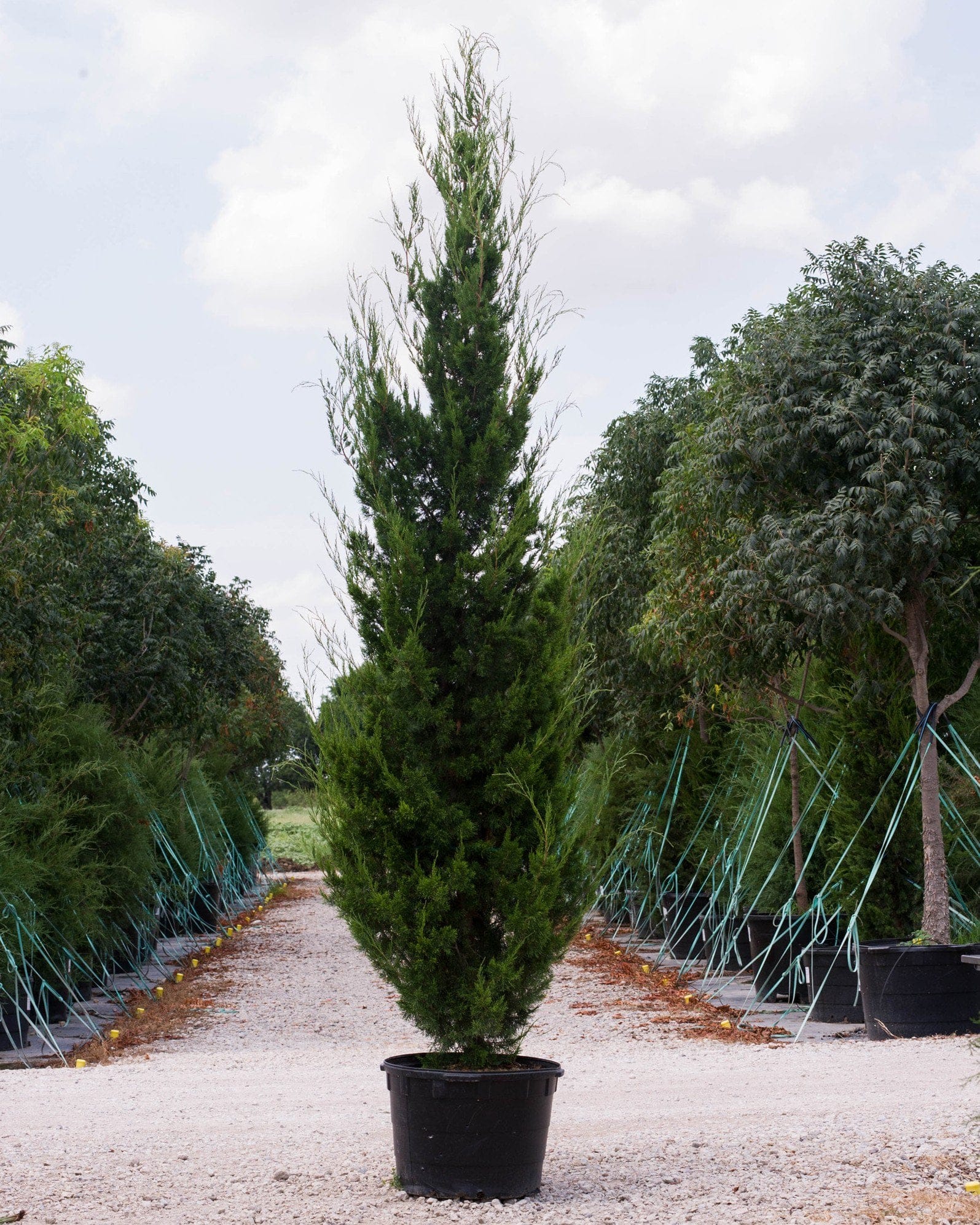 Eastern Red Cedar Brodie container tree Eastern Red Cedar Brodie in a black nursery container among rows of trees