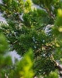 Eastern Red Cedar Canaertii with dense green sprays and blue berries