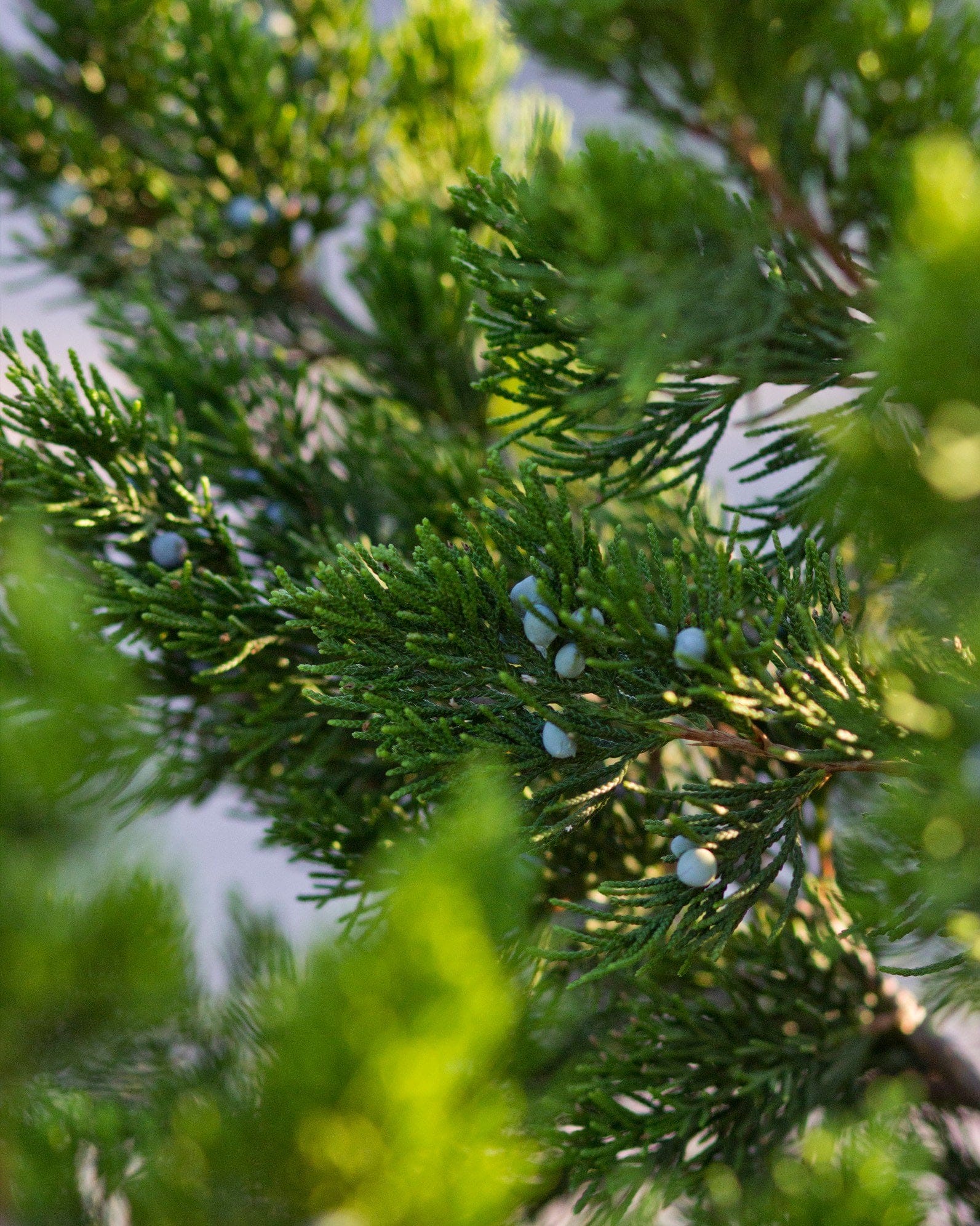 Eastern Red Cedar Canaertii blue berries Eastern Red Cedar Canaertii with dense green sprays and blue berries