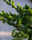 Eastern Red Cedar Canaertii with dense green sprays and blue berries on branching stems