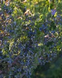 Eastern Red Cedar Canaertii branches covered with blue berries and dense green foliage