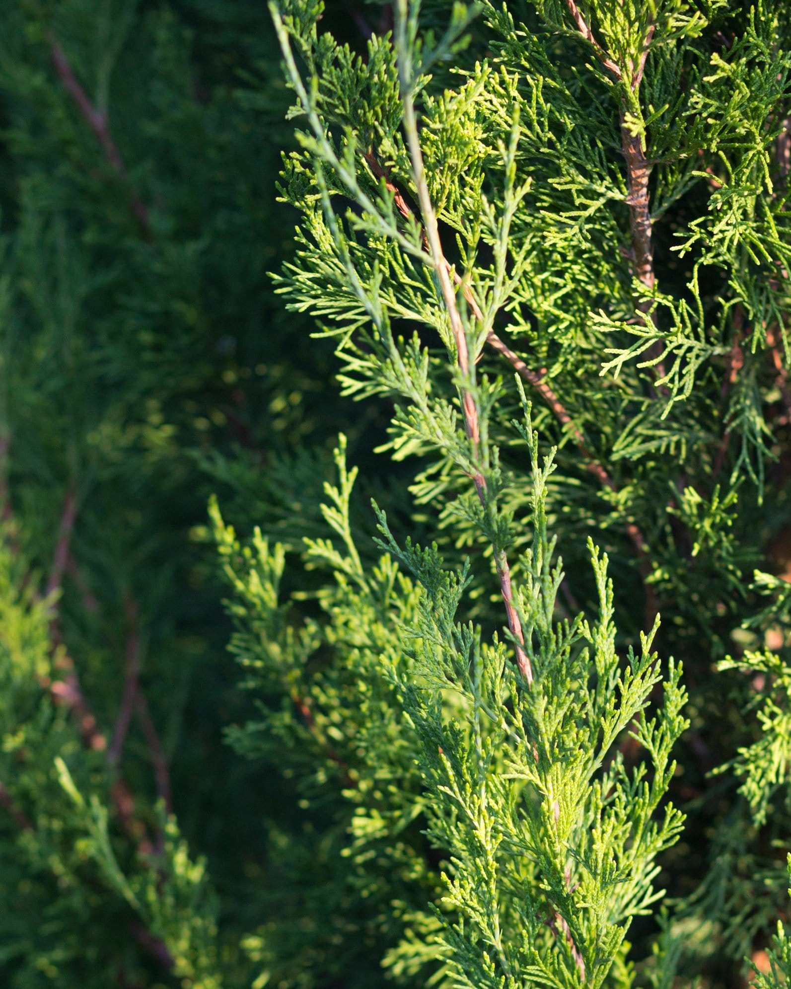 Eastern Red Cedar Emerald Feather - view 3