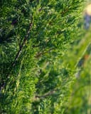 Eastern Red Cedar Emerald Feather with dense green feathery foliage in a nursery row