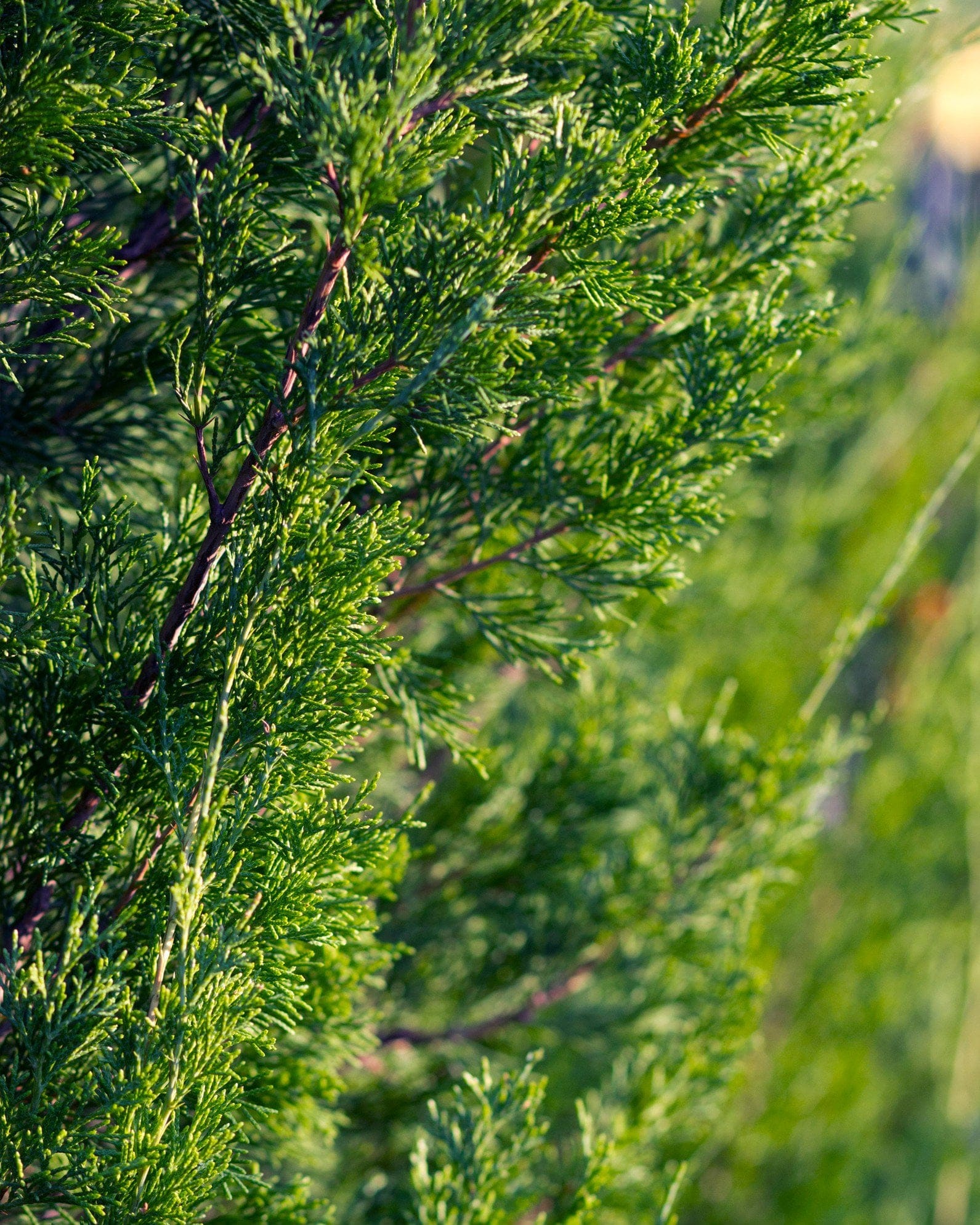 Eastern Red Cedar Emerald Feather feathery foliage Eastern Red Cedar Emerald Feather with dense green feathery foliage in a nursery row