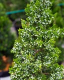 Eastern Red Cedar Emerald Sentinel with dense green foliage and abundant blue-gray berries