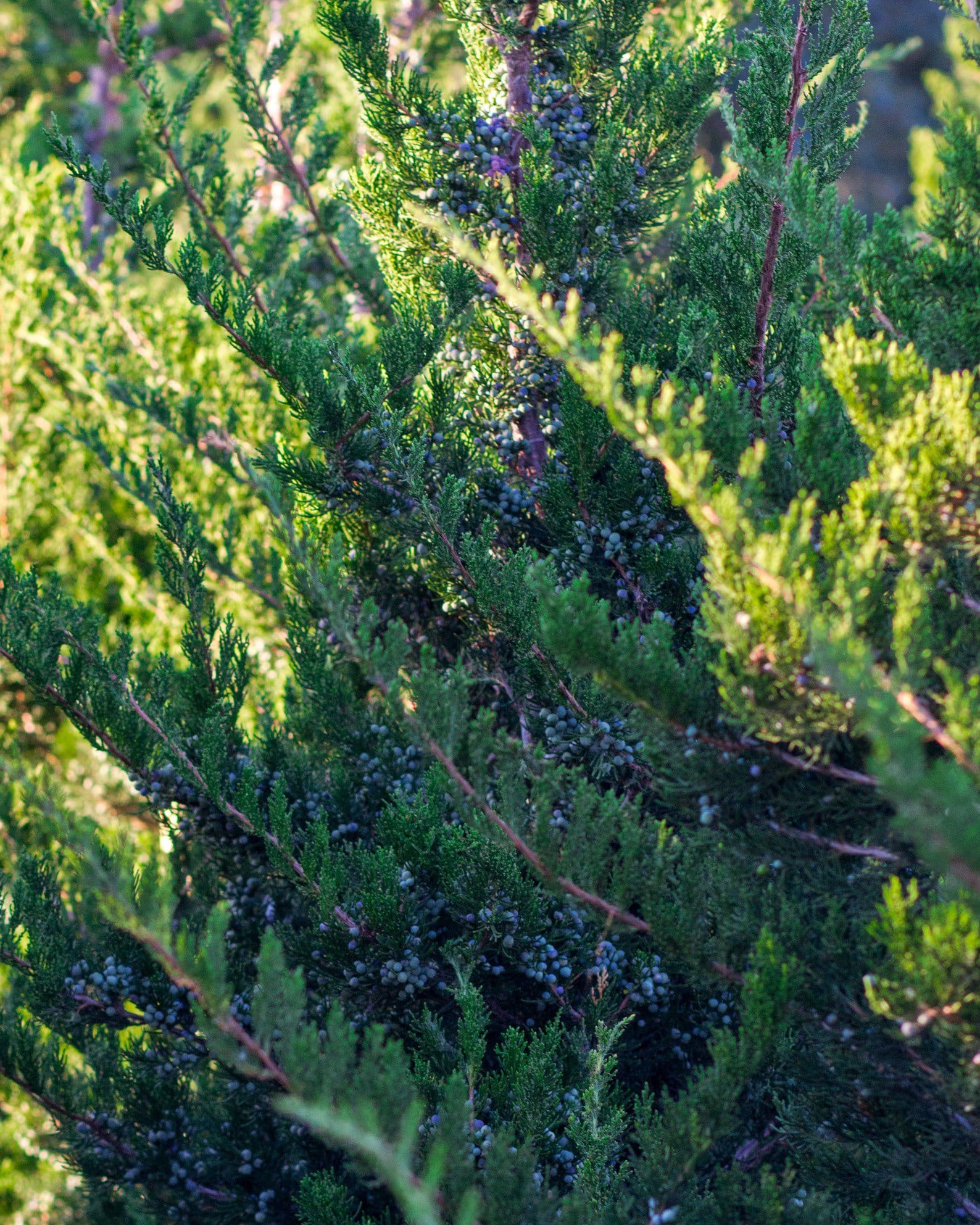 Eastern Red Cedar Emerald Sentinel blue green foliage Eastern Red Cedar Emerald Sentinel with dense blue-green foliage and upright branching