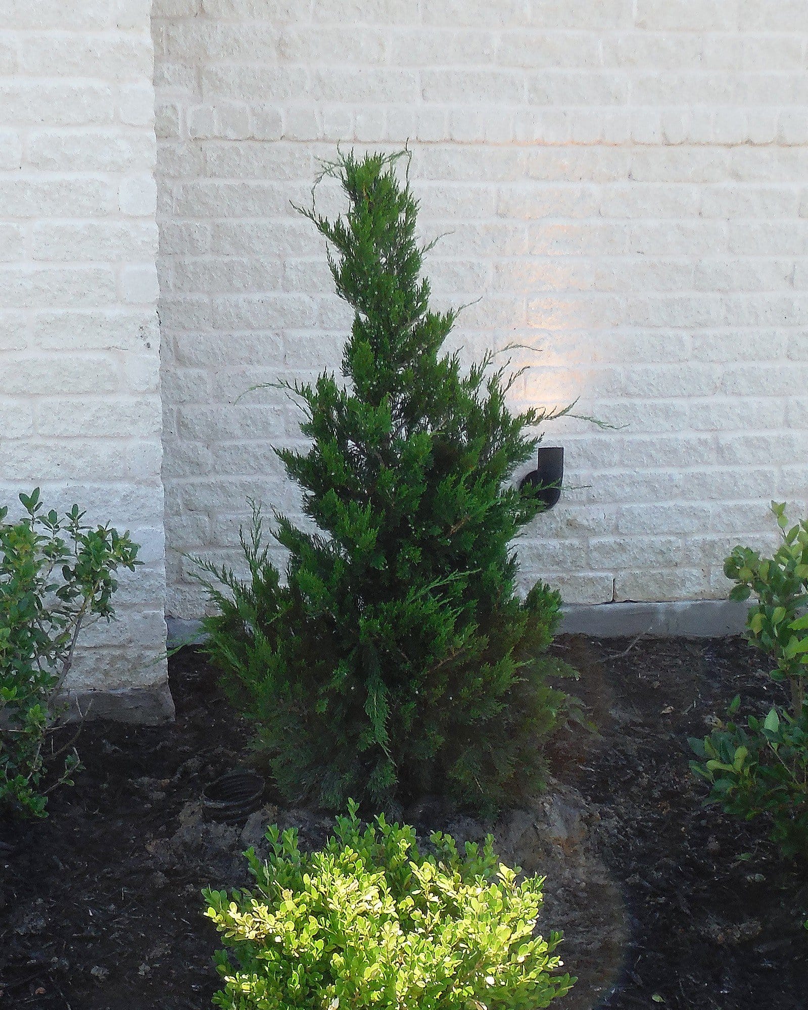 Eastern Red Cedar Emerald Sentinel - view 3