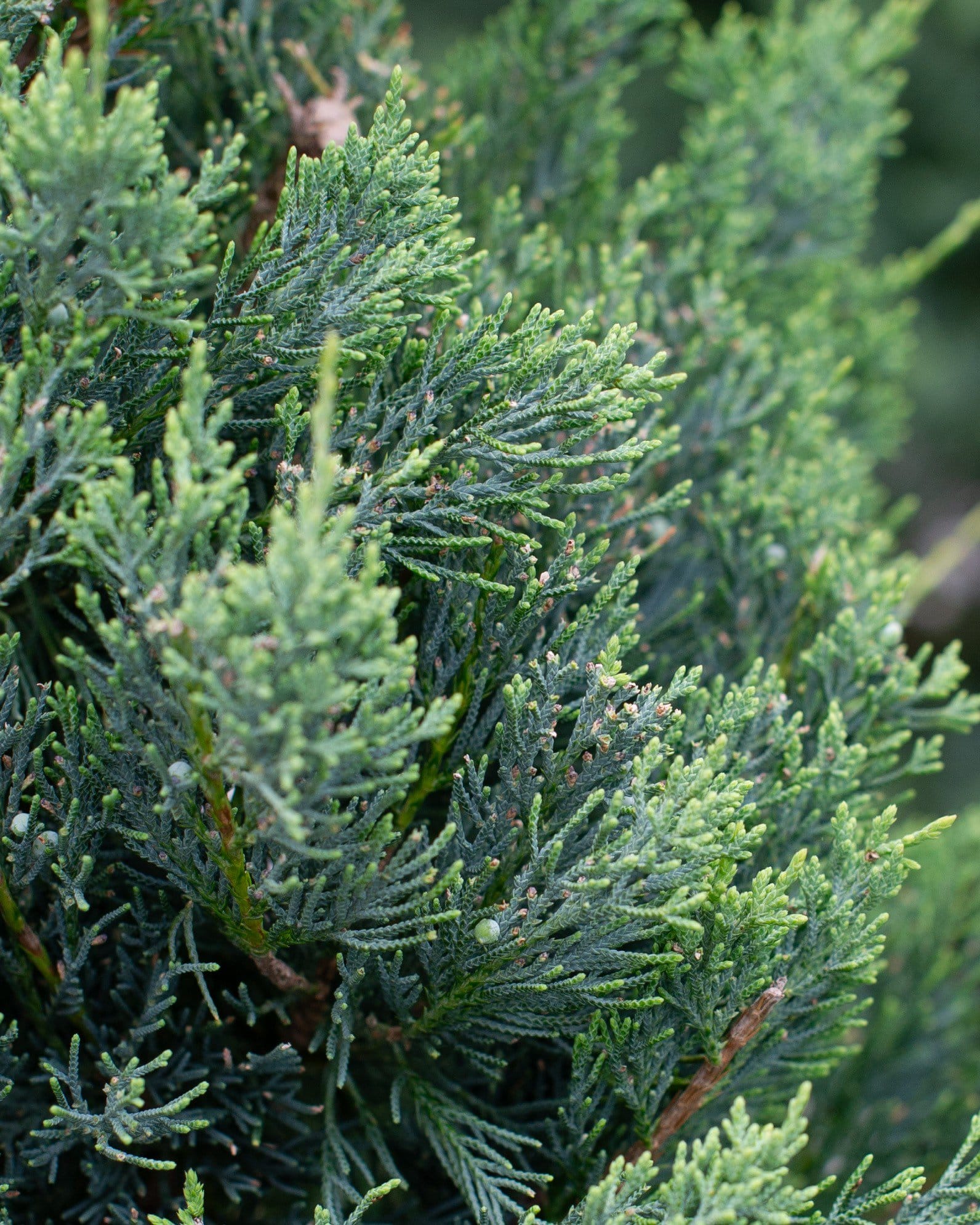 Eastern Red Cedar Glauca - view 2
