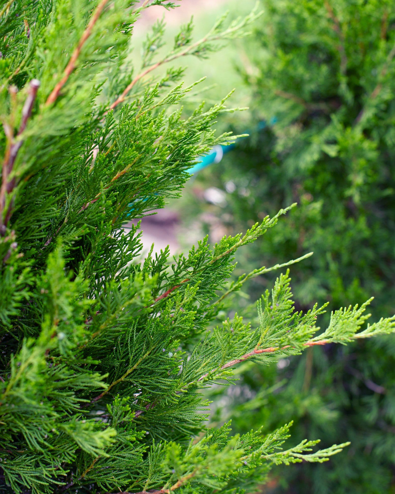 Eastern Red Cedar Hillspire - view 3