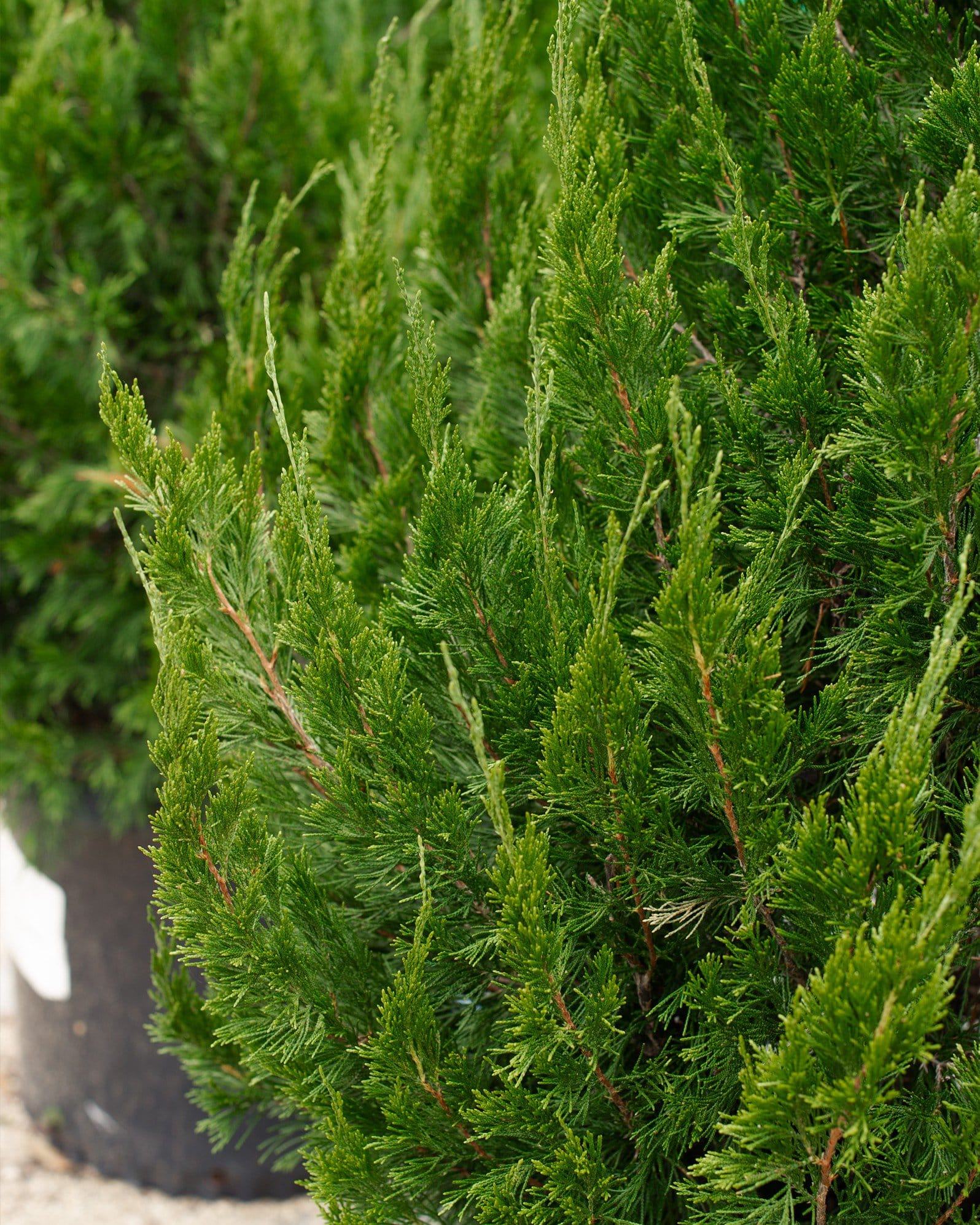 Eastern Red Cedar Idyllwild - view 3