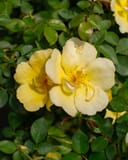 Easy Bee-zy Knock Out Rose with pale yellow flowers and glossy green foliage