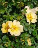 Easy Bee-zy Knock Out Rose with pale yellow flowers and glossy green foliage