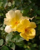 Easy Bee-zy Knock Out Rose with pale yellow flowers and glossy green foliage