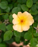 Easy Bee-zy Knock Out Rose Tree Form with a pale yellow flower among green foliage