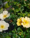 Easy Bee-zy Knock Out Rose Tree Form with pale yellow flowers and glossy green foliage