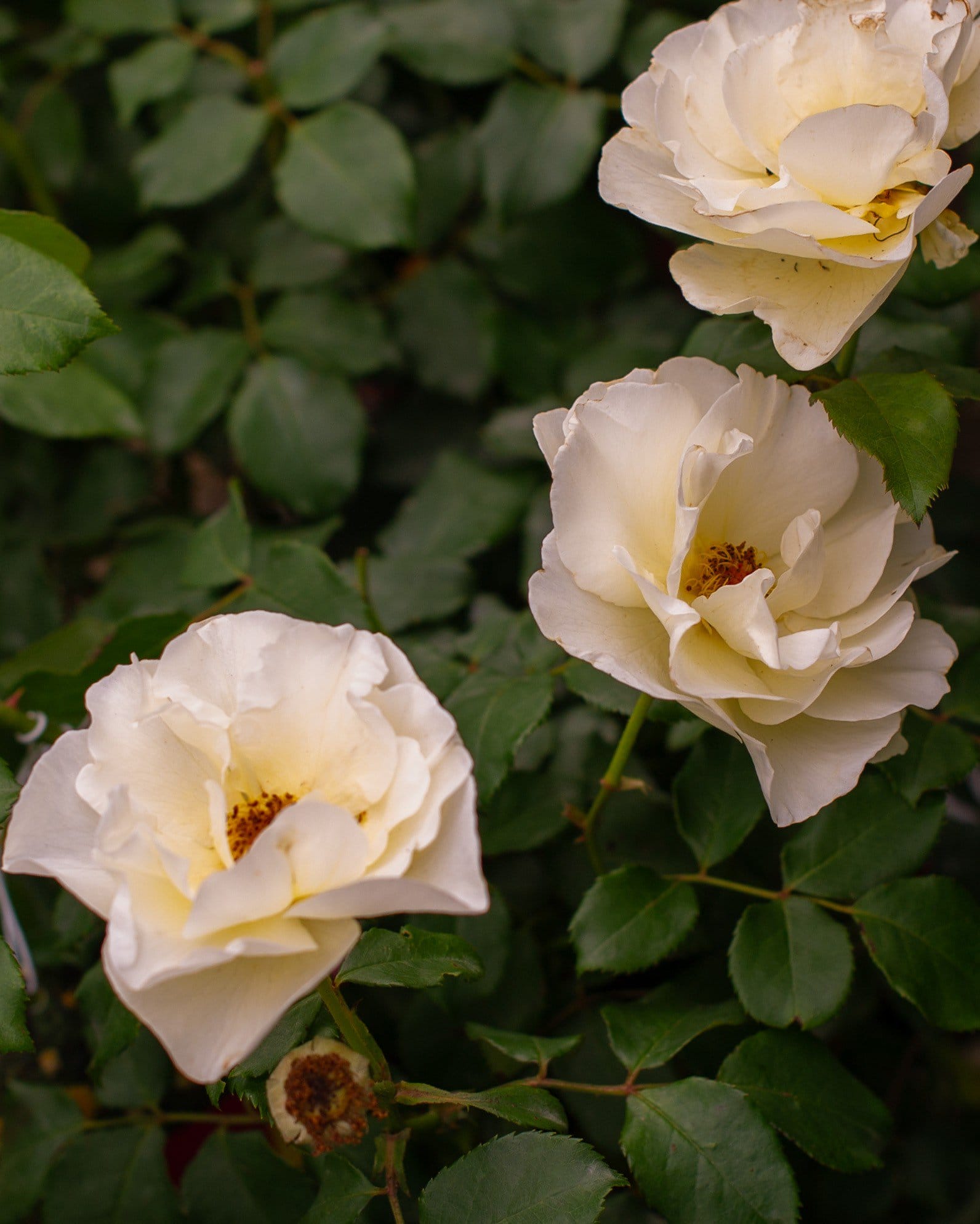 Easy Elegance High Voltage Rose white flowers Easy Elegance High Voltage Rose with creamy white flowers and glossy green foliage