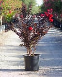 Ebony Embers Crape Myrtle with dark foliage and bright red flower clusters in a nursery container