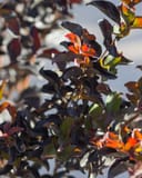 Ebony Embers Crape Myrtle with dark burgundy foliage and bright orange-red new growth
