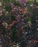 Ebony Embers Crape Myrtle with dark foliage and clusters of round seed pods in a nursery setting