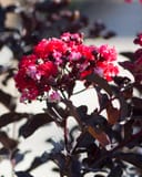 Ebony Embers Crape Myrtle with vivid red flower clusters and dark burgundy foliage