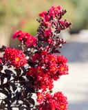 Ebony Embers Crape Myrtle with vivid red flower clusters and dark burgundy foliage