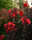 Ebony Fire Crape Myrtle with dark foliage and clusters of vivid red flowers