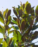 Edith Bogue Magnolia with glossy green leaves and bronze new growth against a clear sky
