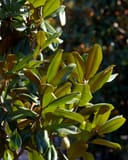 Edith Bogue Magnolia with glossy green leaves and fuzzy flower buds in sunlight