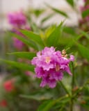 El Nino Desert Orchid Chitalpa with clusters of bright pink flowers and narrow green leaves