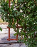 Elaeagnus Espalier with glossy green leaves trained on a wooden support frame