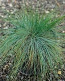 Elijah Blue Fescue with fine blue-green blades growing in a nursery container