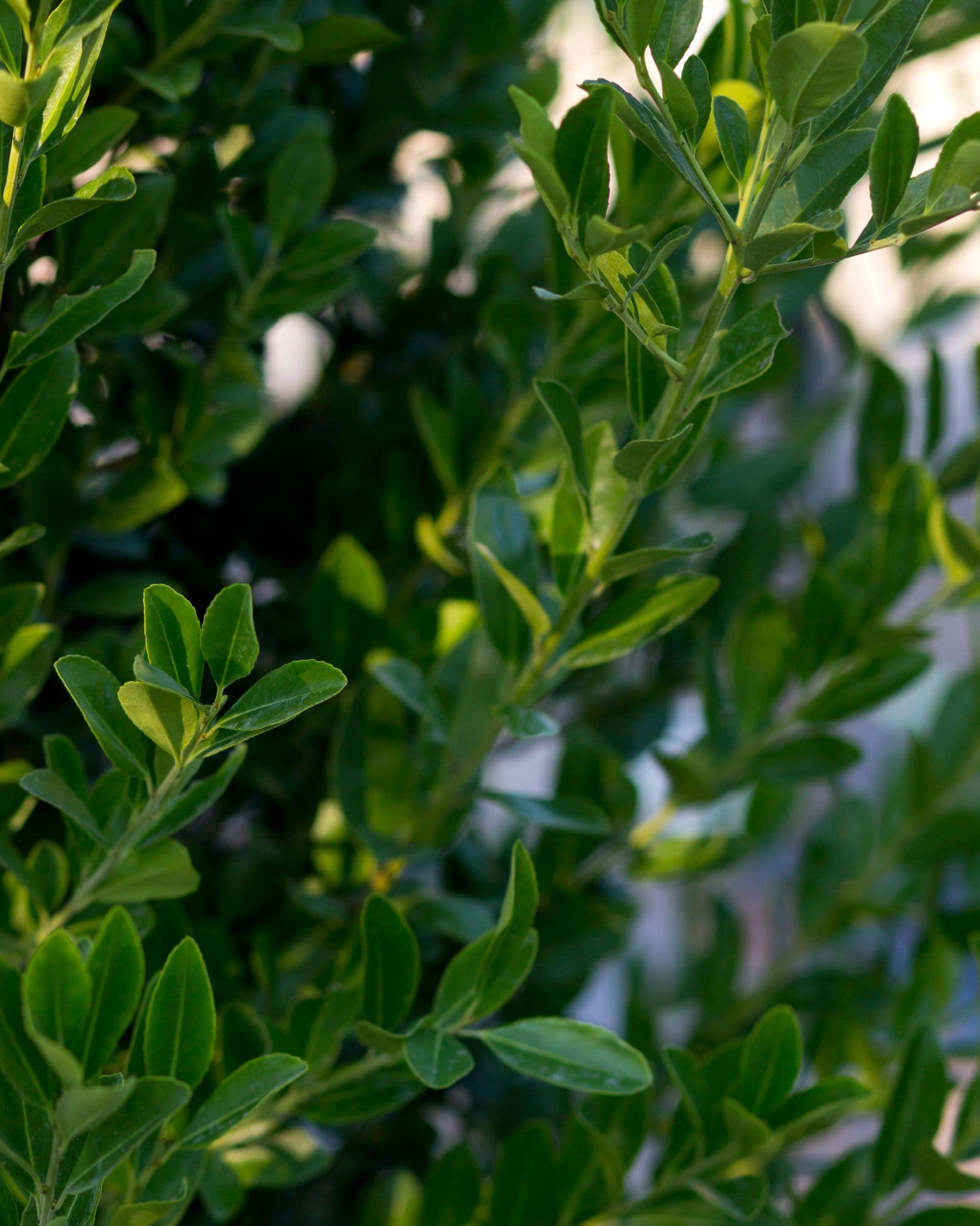 Emerald Colonnade Holly Spiral - view 3