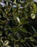 Emily Bruner Holly with glossy dark green, spiny leaves in dappled sunlight