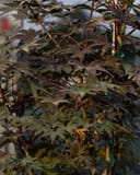 Emperor I Japanese Maple with dark burgundy foliage and slender branching in a nursery container