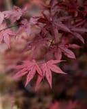 Emperor I Japanese Maple with delicate burgundy-red leaves on spreading branches