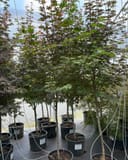 Emperor I Japanese Maple trees with delicate green foliage growing in nursery containers