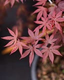 Emperor I Japanese Maple with delicate pink-red palmate leaves on branching stems